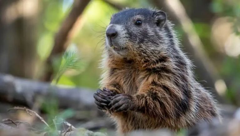 15 Spiritual Meanings Of Groundhog NextDreaming 15 Spiritual Meanings Of Groundhog NextDreaming